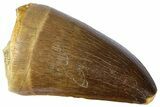 Fossil Mosasaur (Thalassotitan) Tooth - Morocco #364167-1
